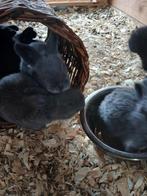 Vlaamse reus, Dieren en Toebehoren, Geslacht onbekend, Groot, 0 tot 2 jaar