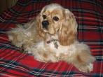 Amerikaanse Cocker Spaniel pups te koop, België, CDV (hondenziekte), 8 tot 15 weken, Meerdere
