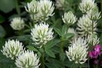 Trifolium ochroleucum (sierklaver), Tuin en Terras, Planten | Tuinplanten, Volle zon, Vaste plant, Lente, Ophalen