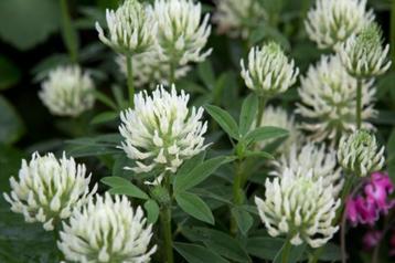 Trifolium ochroleucum (sierklaver) beschikbaar voor biedingen