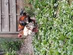 Dong tao  couple, Dieren en Toebehoren, Pluimvee