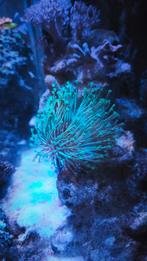 Weeping willow groen koraal, Dieren en Toebehoren