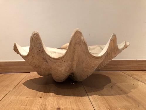 Zeldzame grote Giant clam lavabo, Maison & Meubles, Accessoires pour la Maison | Autre, Comme neuf, Enlèvement