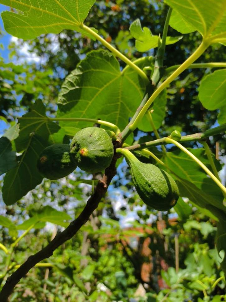 Vijgenbomen, Tuin en Terras, Planten | Fruitbomen, Ophalen