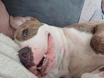 American Staffordshire 8 maanden om te doneren, Dieren en Toebehoren, Honden | Jack Russells en Terriërs, Particulier, CDV (hondenziekte)