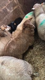 Ram lammeren te koop, Dieren en Toebehoren, Schapen, Geiten en Varkens, Mannelijk, Schaap, 0 tot 2 jaar