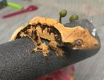 Wimpergekko Extreme Harlequin met terrarium, Dieren en Toebehoren, Met terrarium