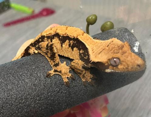 Wimpergekko Extreme Harlequin met terrarium, Dieren en Toebehoren, Reptielen en Amfibieën, Met terrarium