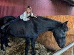 Te koop: Prachtige Arabofries ruin  Black, Dieren en Toebehoren, Paarden, Ruin, 170 tot 175 cm, Recreatiepaard, 11 jaar of ouder