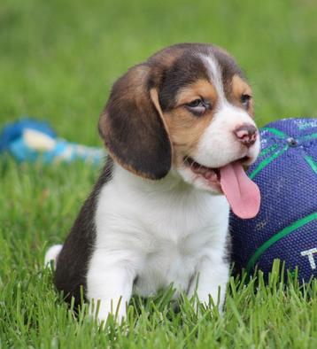 Beagle pups beschikbaar voor biedingen