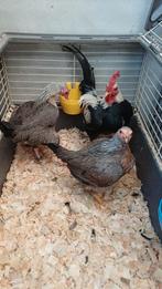 Trio oud engels vechtkriel  zilverpatrijs, Dieren en Toebehoren, Pluimvee, Meerdere dieren, Kip