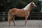## Super knappe en lieve haflinger ruin ##, Dieren en Toebehoren, Pony's, Gechipt, Ruin, 3 tot 6 jaar, Onbeleerd
