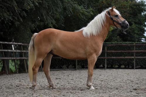 ## Super knappe en lieve haflinger ruin ##, Dieren en Toebehoren, Pony's, Ruin, Onbeleerd, D pony (1.37m tot 1.48m), Recreatiepony