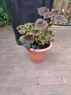 Kamer / tuin plant, Ophalen