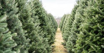 Achat sapin de noël, Divers, Noël, Enlèvement, Neuf