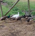 Jonge pauwen, Dieren en Toebehoren, Pluimvee