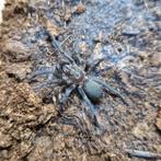 Chaetopelma olivaceum, Dieren en Toebehoren, Insecten en Spinnen