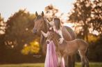 Gezelschapspaard / fokmerrie, Dieren en Toebehoren, Paarden, Merrie, Gechipt, M, Dressuurpaard