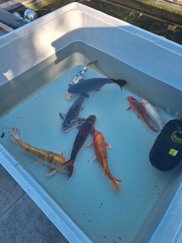 7 kois en een 1 karper, Dieren en Toebehoren