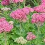 Sedum Herbstfreude, Tuin en Terras, Ophalen, Halfschaduw