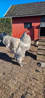 Brahma isabelpatrijs haan, Dieren en Toebehoren