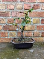 Bonsai, Tuin en Terras, Bloeit niet, Overige soorten, Minder dan 100 cm, Ophalen
