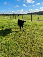 Wagyu stier, Dieren en Toebehoren, Runderen, Mannelijk, 0 tot 2 jaar