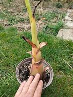 Bananenplant, Ophalen