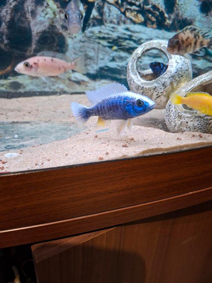 Cichlides malawi couples sciaenochromis frery ice berg, Animaux & Accessoires, Poissons | Poissons d'aquarium