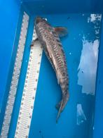 60 cm koi, Dieren en Toebehoren, Vissen | Vijvervissen, Karper of Koi