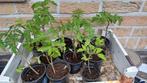 tomatenplanten, Ophalen