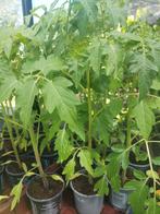 Tomatenplanten yellow pearshaped, Tuin en Terras, Planten | Tuinplanten, Ophalen