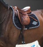 Bruno Delgrange virtuose kalfsleer, Dieren en Toebehoren, Ophalen, Gebruikt, Springen