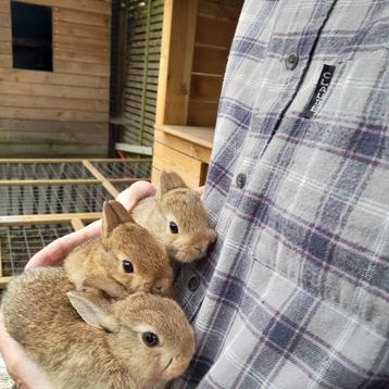 Kindvriendelijke kleurdwerg (en) beschikbaar voor biedingen
