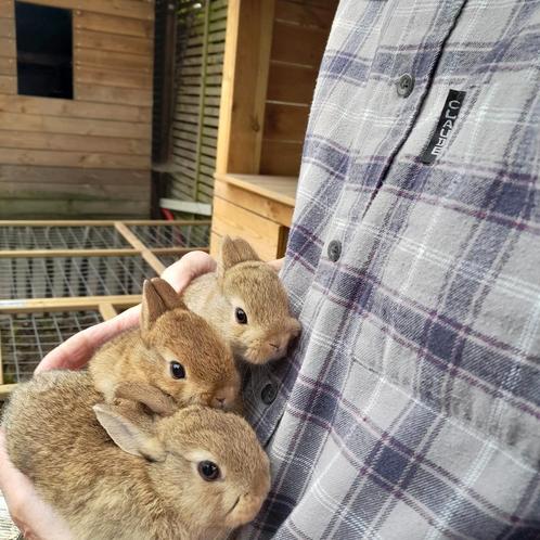 Kindvriendelijke kleurdwerg (en), Dieren en Toebehoren, Konijnen, Klein