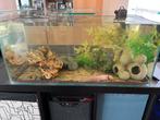Axolotl "Lucky" zoekt nieuwe thuis, Amfibie, Met terrarium, 0 tot 2 jaar