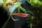 Borara Brigittae  - Chili Rasbora - Locatie Heerlen NL, Dieren en Toebehoren, Vissen | Aquariumvissen, Vis, Zoetwatervis, Schoolvis