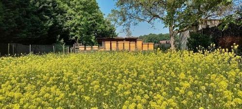 Bijenvolken op Kempische ramen, Dieren en Toebehoren, Insecten en Spinnen, Bijen