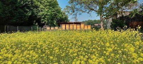 Bijenvolken op Kempische ramen, Animaux & Accessoires, Insectes & Araignées