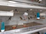 Kanaries, Dieren en Toebehoren