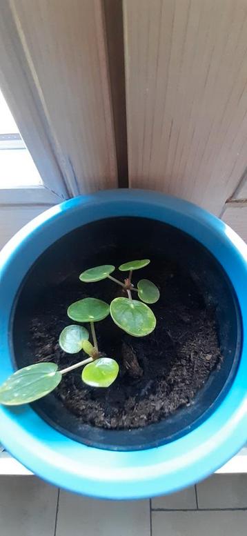 Pannenkoekenplant / Pilea