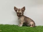 Kruising Chihuahua x Mix pups, België, 8 tot 15 weken, CDV (hondenziekte), Meerdere