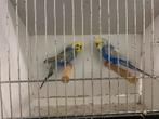 Koppel regenbogen grasparkieten 2024 kweekrijp, Dieren en Toebehoren, Vogels | Parkieten en Papegaaien, Meerdere dieren, Parkiet