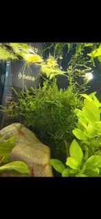 Javamos, Dieren en Toebehoren, Vissen | Aquaria en Toebehoren, Ophalen