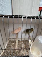 Koppel kanaries, Dieren en Toebehoren