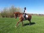 5 J Merrie te koop, Dieren en Toebehoren, Merrie, Gechipt, Dressuurpaard, Zadelmak