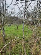 kersenboom hoogstam, Tuin en Terras, Ophalen of Verzenden, Kersenboom