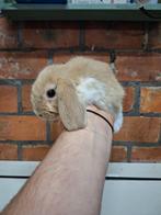 Jonge dwergkonijntjes, heel tam, super lief., Dieren en Toebehoren, Konijnen