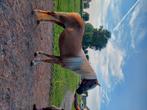 Haflinger merrie, Dieren en Toebehoren, Paarden, Merrie, Minder dan 160 cm, Gechipt, Niet van toepassing