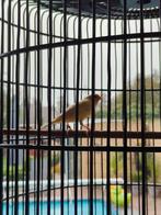 Waterslager man, Dieren en Toebehoren